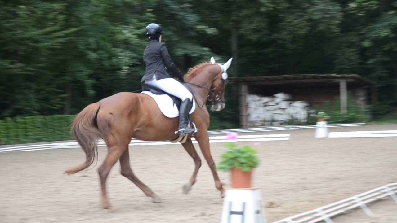A** Dressur (A7)