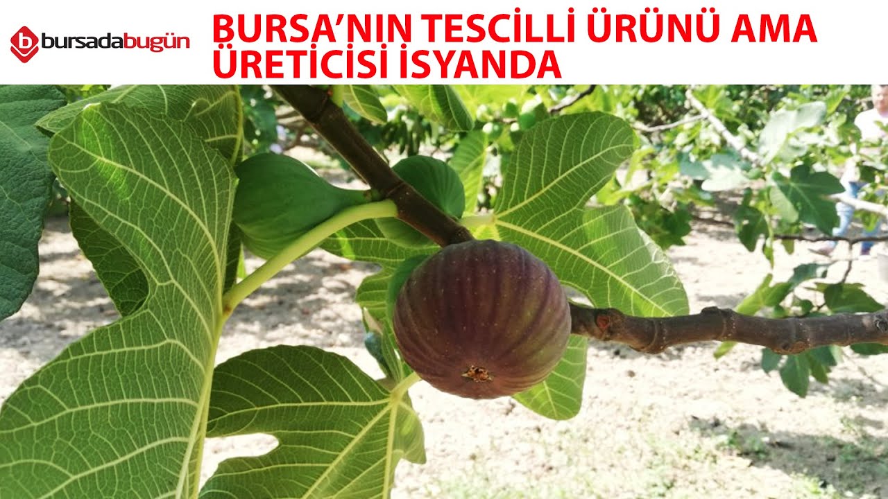 Bursa'da siyah incir üreticileri isyan etti