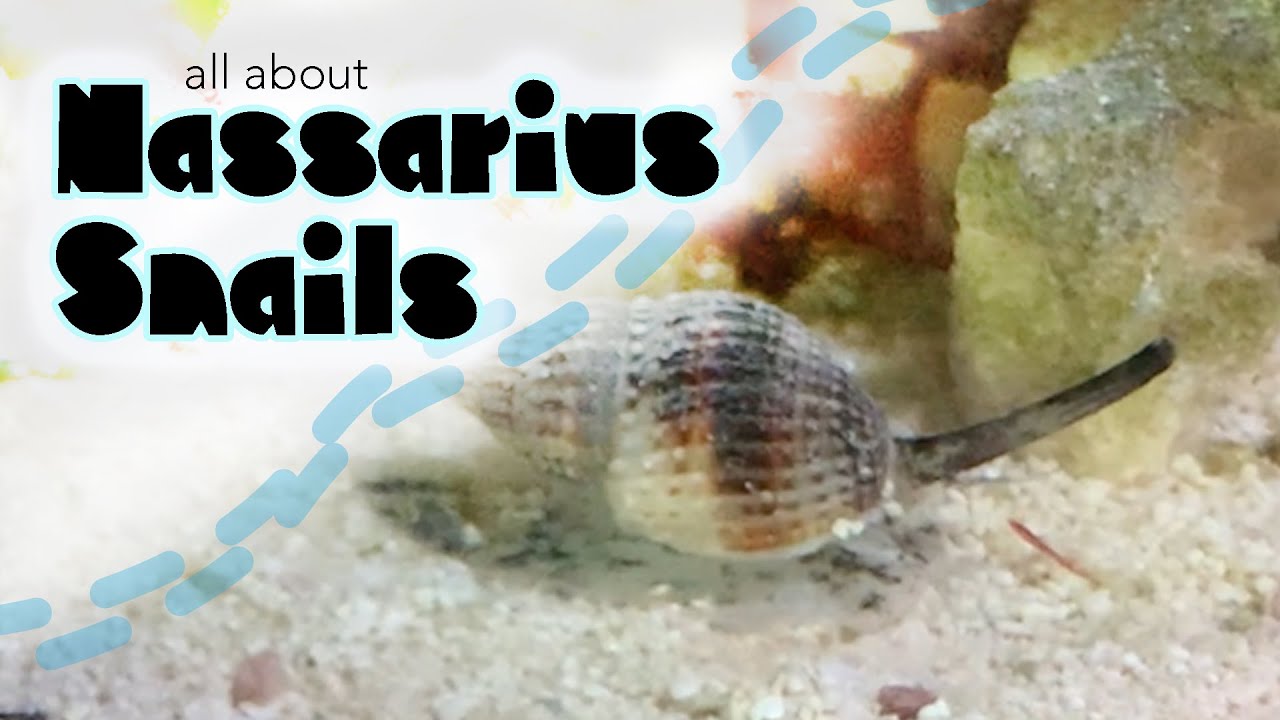 Learn all About Nassarius Snails- One of The Ocean's Coolest Scavengers