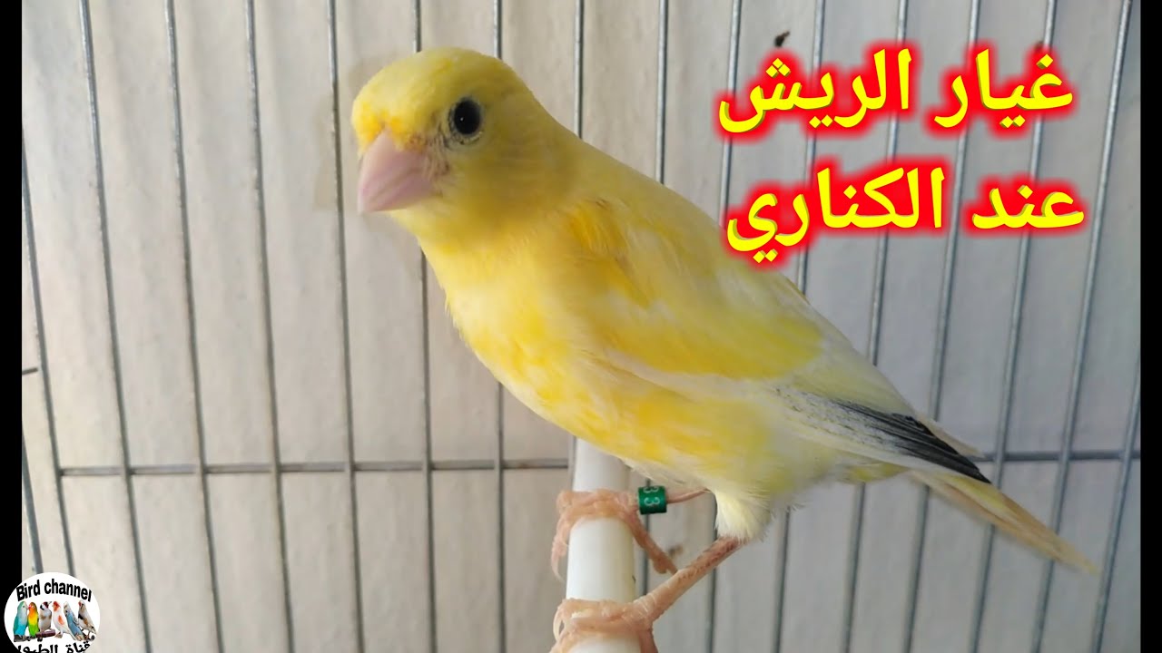 كم تدوم مرحلة غيار الريش عند الكناري وكيف نجعل الطائر يخرج منها بسرعة