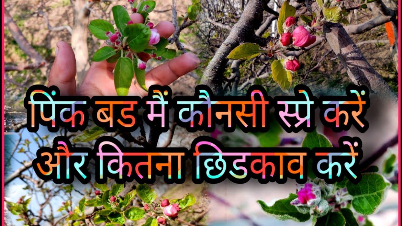 Pink bud mai konsi spry kre or kon kon si dvai dale 🌺🌺