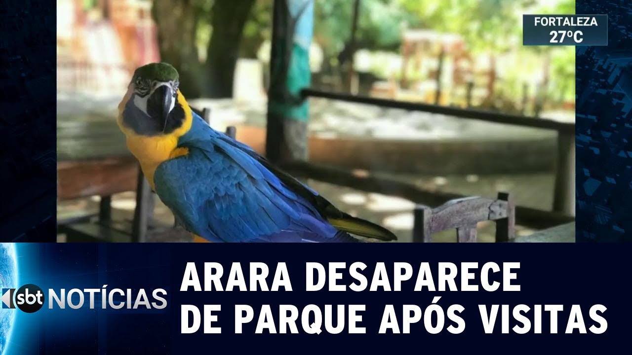 Arara Canind&eacute; desaparece de santu&aacute;rio ecol&oacute;gico no Distrito Federal | SBT Not&iacute;cias (17/05/19)