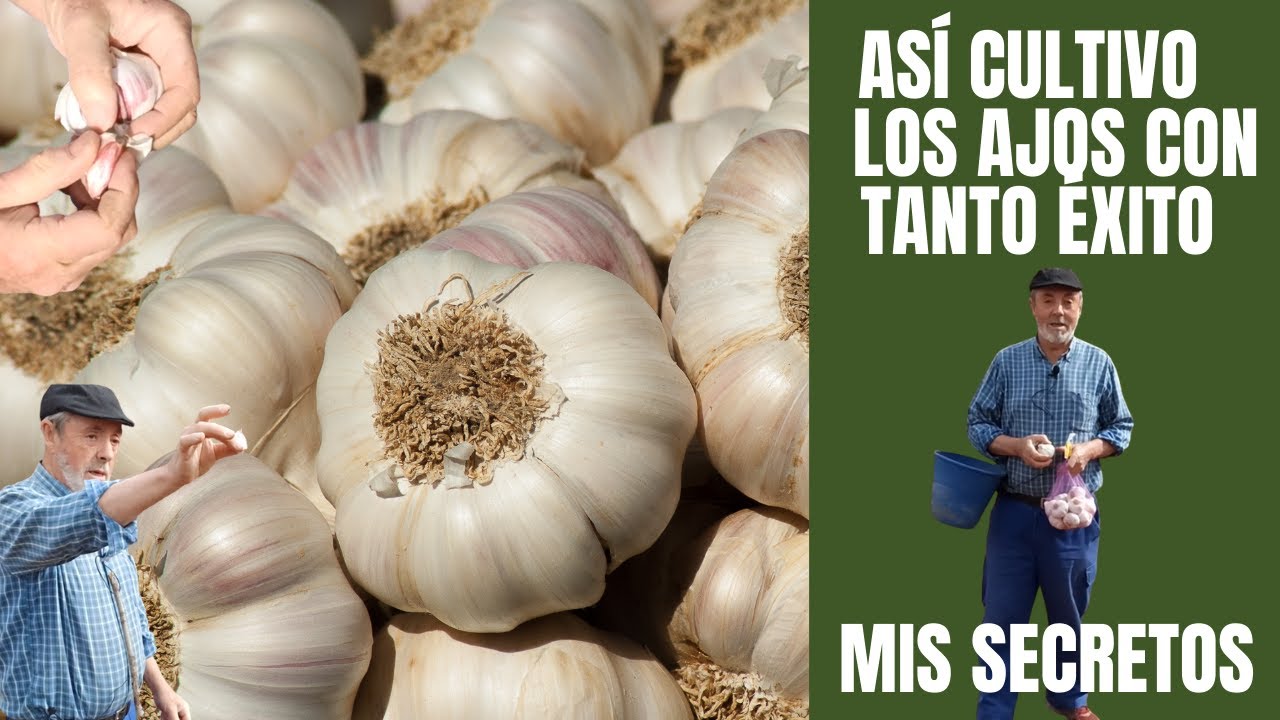 Cómo sembrar o plantar ajos con mucho éxito, paso a paso | TUTORIAL