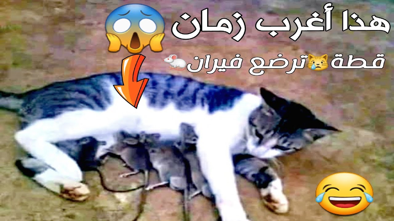 جديد🤣القطه صارت ترضع فيران ضحكو علينا سنين بالعداوت بينهم والان شاهد الحقيقة...؟ 😂