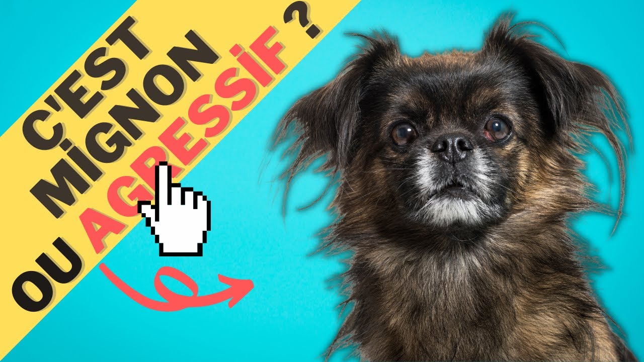 Caractéristiques De La Race De Épagneul Tibétain 🐩