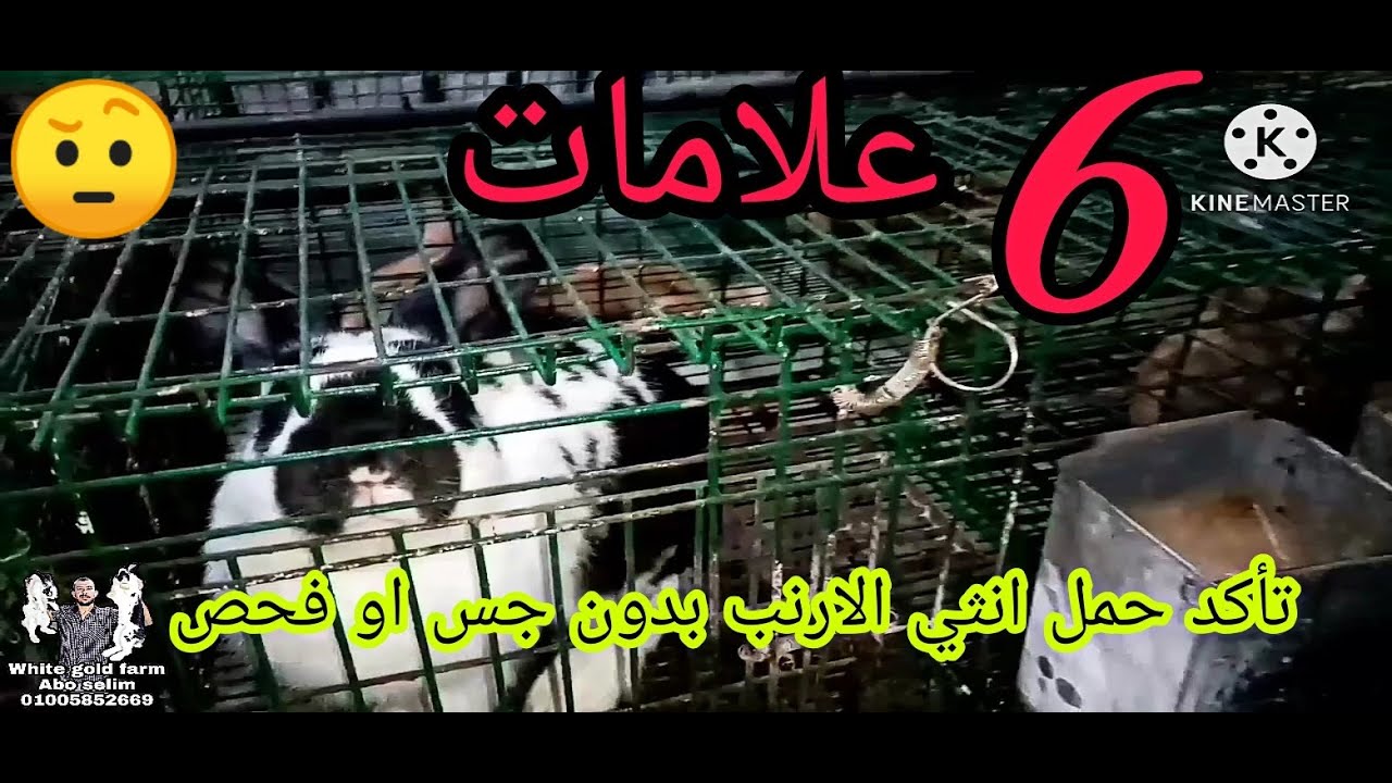 ٦ علامات تأكد حمل انثي الارنب 🐰 بدون جس او فحص.