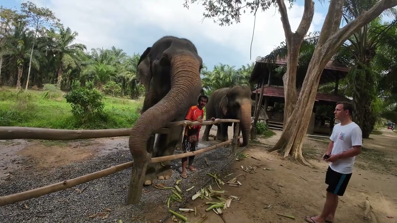 Walking with Elephants in Thailand