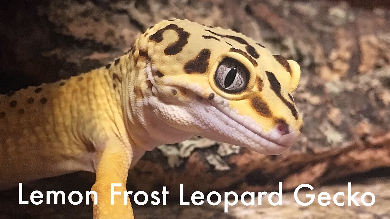 Lemon Frost Leopard Gecko Tumors