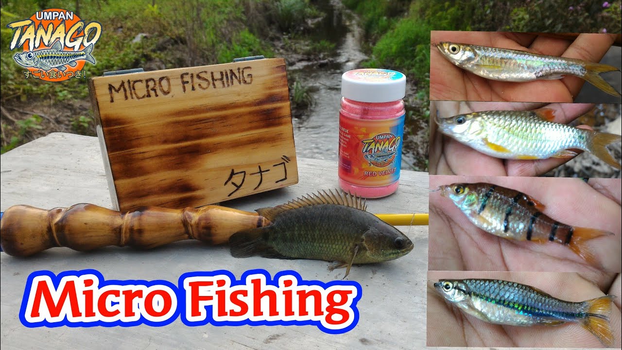 Umpan Tanago RED VELVET, dapat ikan eksotic East Borneo || Micro Fishing/Tanago