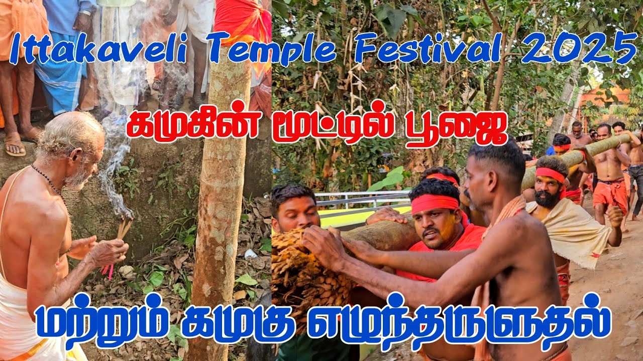 இட்டகவேலி முடிப்புரை திருவிழாவில் நடைபெற்ற கமுகின் மூட்டில் பூஜை மற்றும் கமுகு எழுந்தருளுதல் 2025