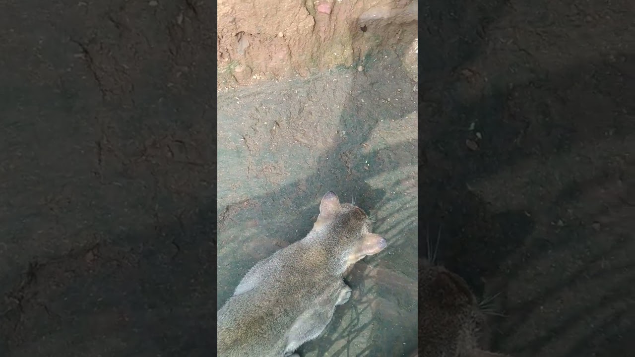 Snake Vs Frog Vs My Cat// 