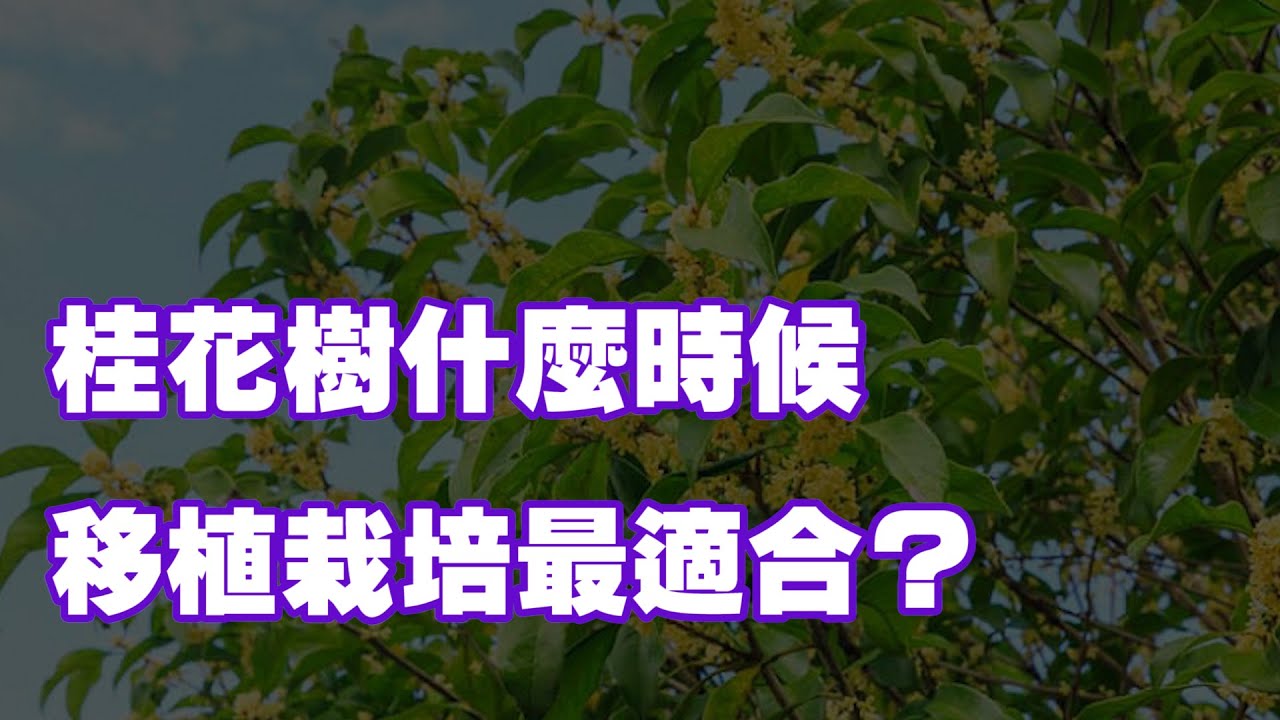 桂花樹什麼時候移植栽培最適合？