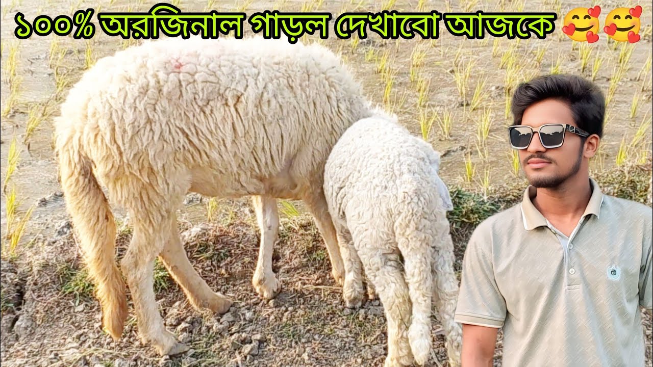 ১০০% অরজিনাল গাড়ল দেখাবো আজকে 🥰🥰