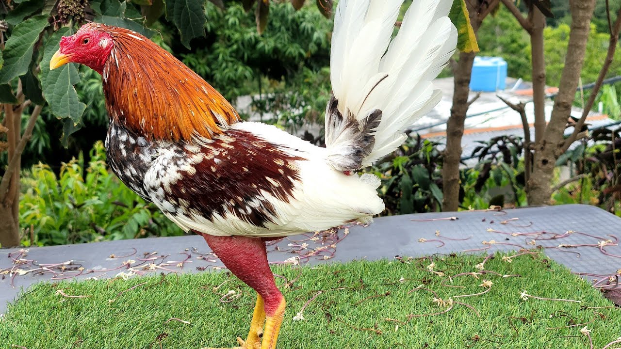 Reportandome con los Gallos 🤣