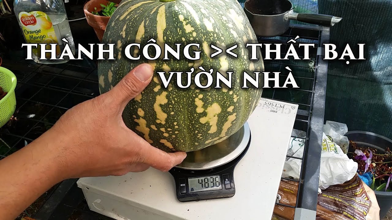 Lý do Vườn nhà cho nhiều Hoa trái, xanh tốt