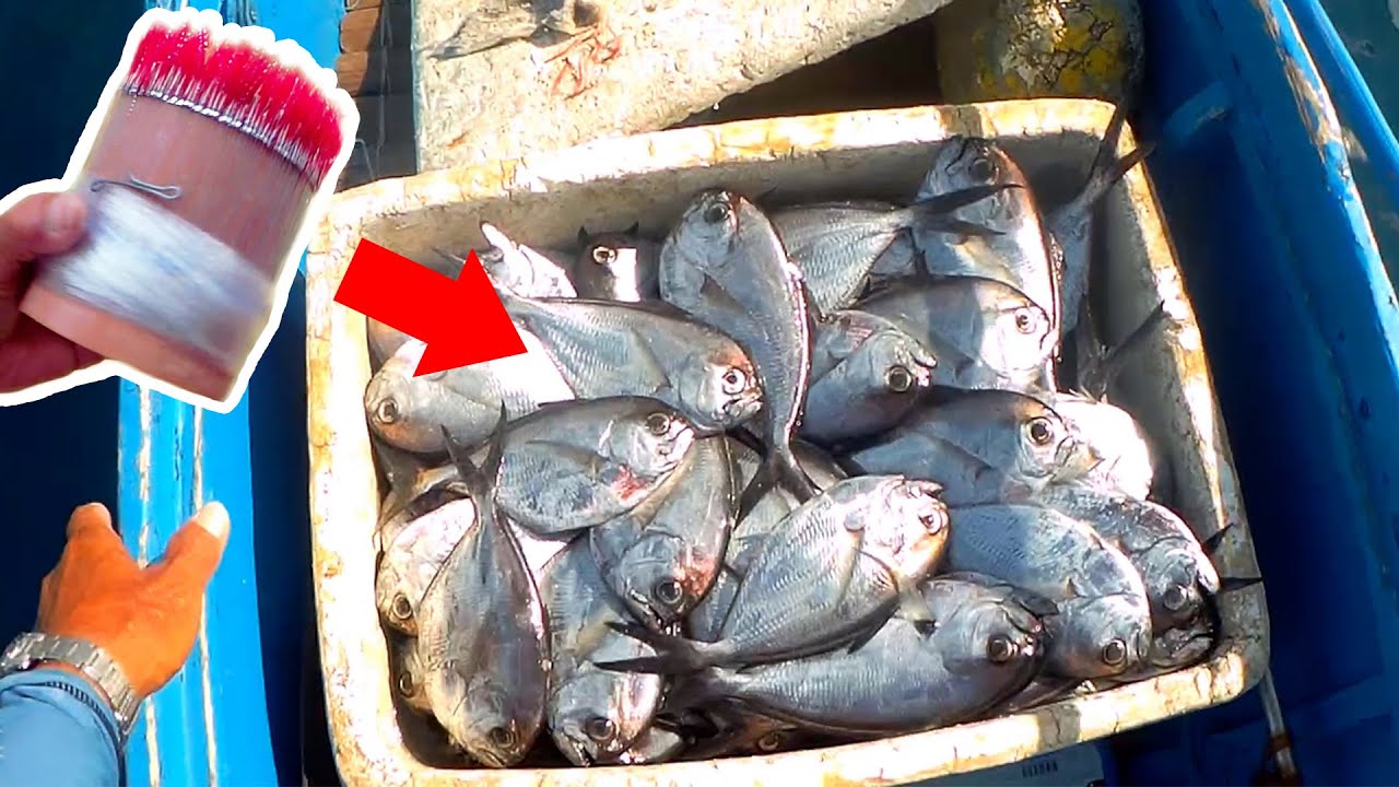 Catch a Lot of Fish! Pomfret Fishing Jackpot 
