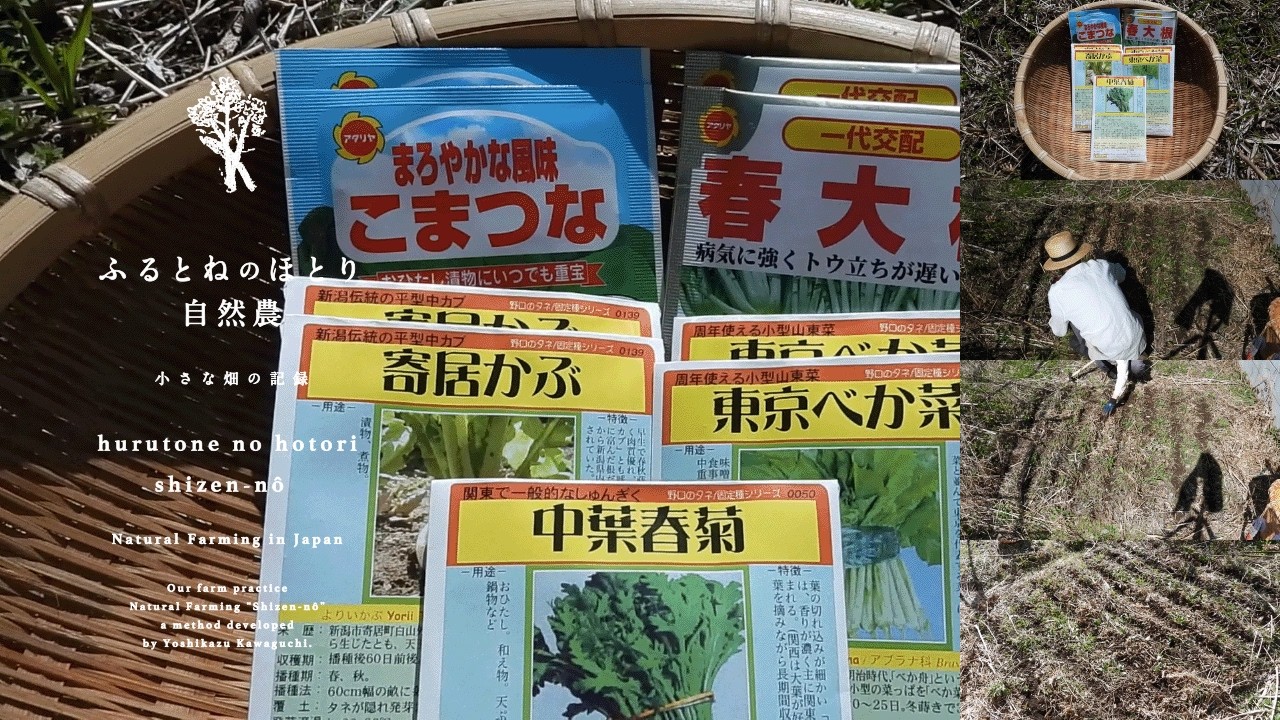 今年の春野菜の直蒔き予定日〜「春菊」の種蒔き《第一弾》東の畝で栽培〜26年3月11日