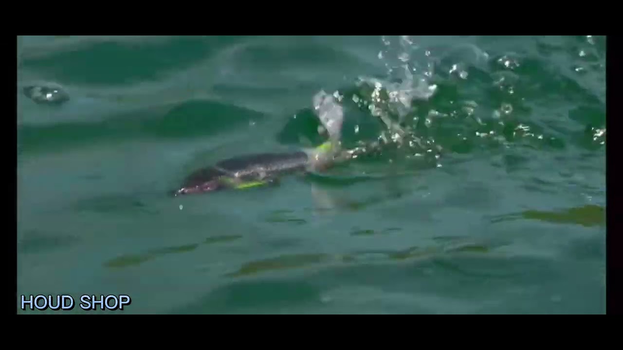 isca artificial Whopper Plopper
