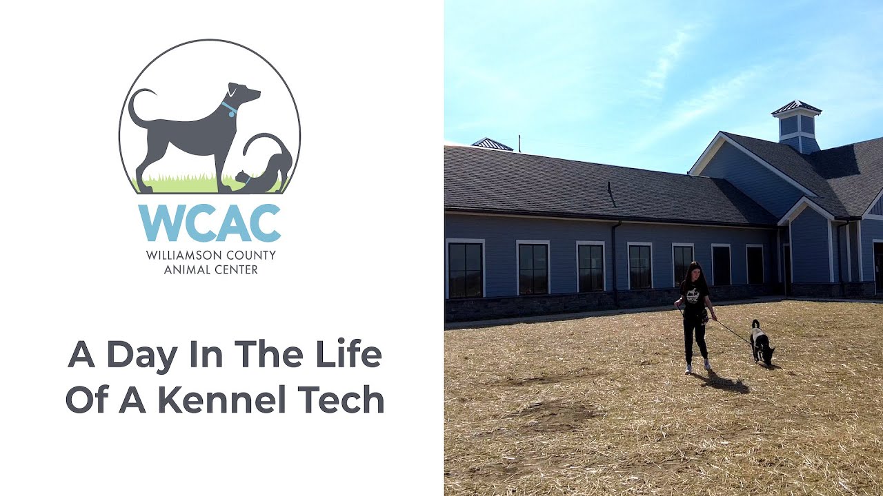 Williamson County Animal Center - A Day In The Life Of A Kennel Tech