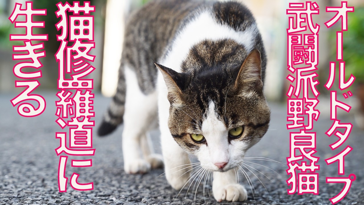 兄弟生き別れの野良猫、悲しき修羅に生きる　The warrior-cat 