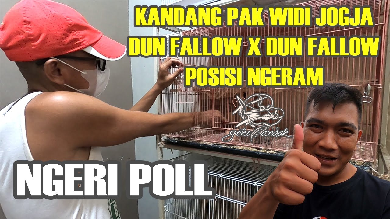 KANDANG PAK WIDI JOGJA LOVEBIRD 