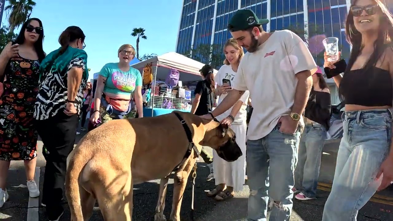 Cash 2.0 Great Dane at the Sherman Oaks Street Fair 2024 (10 of 14)
