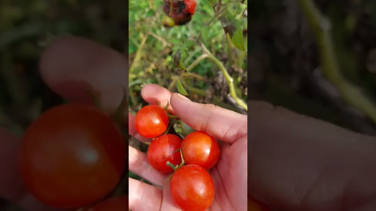 harvesting #k&ouml;rsb&auml;rtomater #tomatoes #tomater #shorts #youtubeshorts