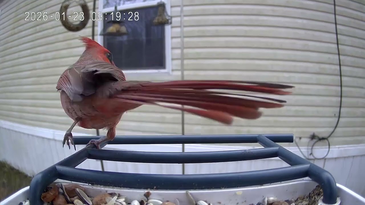 Cardinal of the day January 23rd 2026