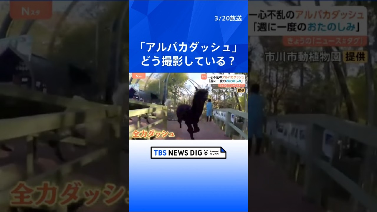 ニホンザルのパンチくんで大人気　市川市動植物園で週に1度のおたのしみ！ 一心不乱な「アルパカダッシュ」｜TBS NEWS DIG #shorts