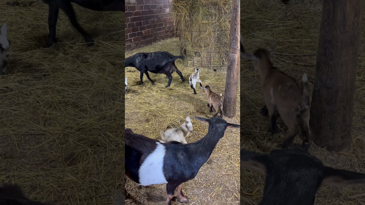 New baby goats! 9.11.2025