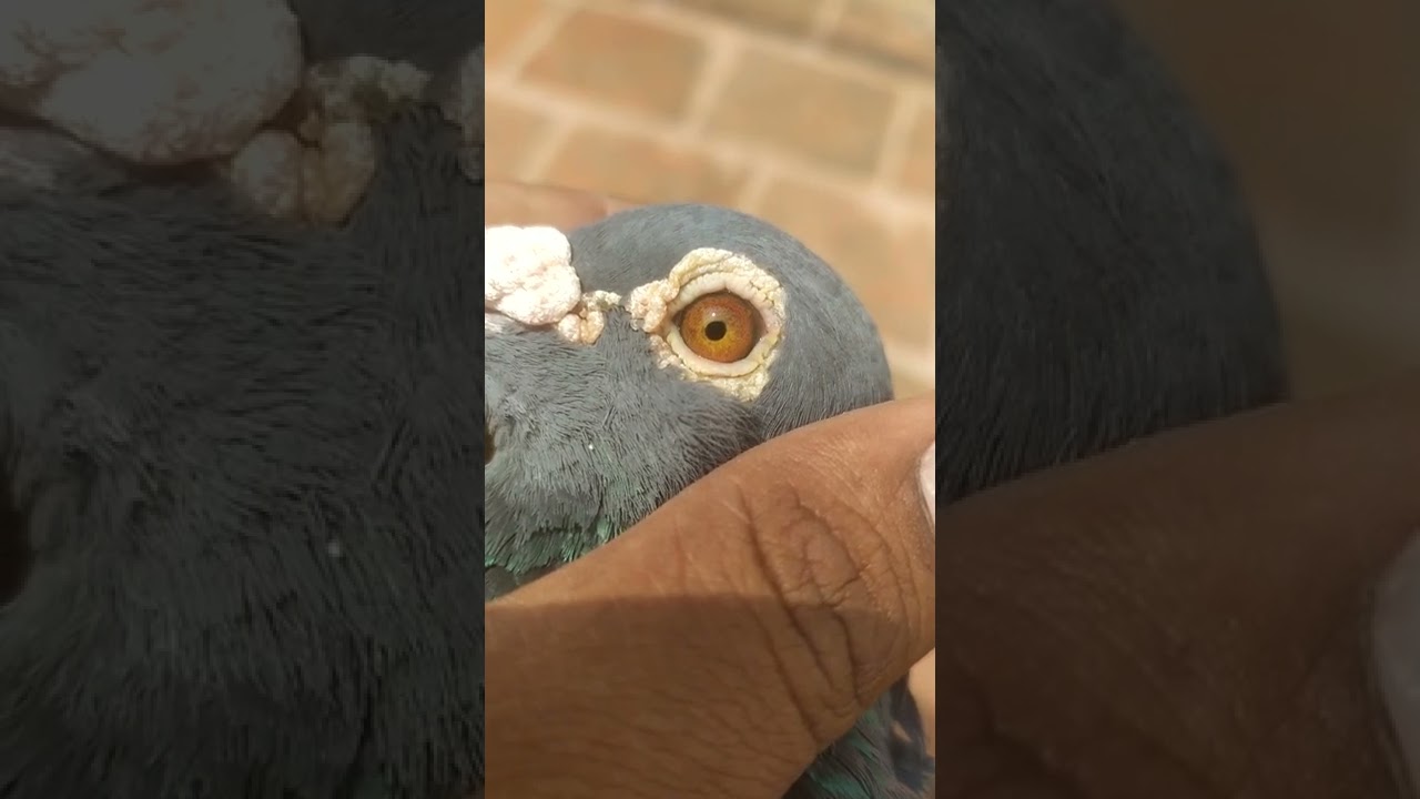 Eye sign DNS LOFT  (VRPA)VANIYAMBADI RACING PIGEON ASSOCIATION
