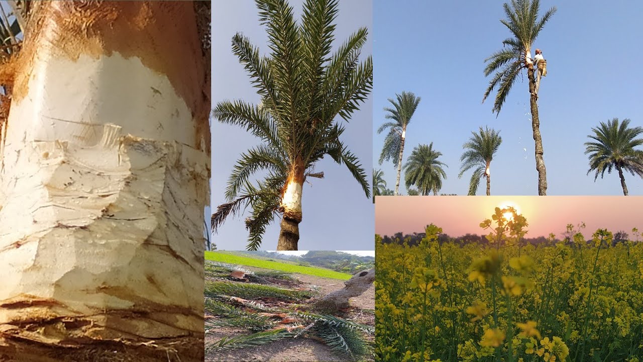 How are palm trees cut,date palm,खजूर के पेड़ कैसे काटे जाते हैं,কিভাবে খেজুর গাছ কাটা হয়।