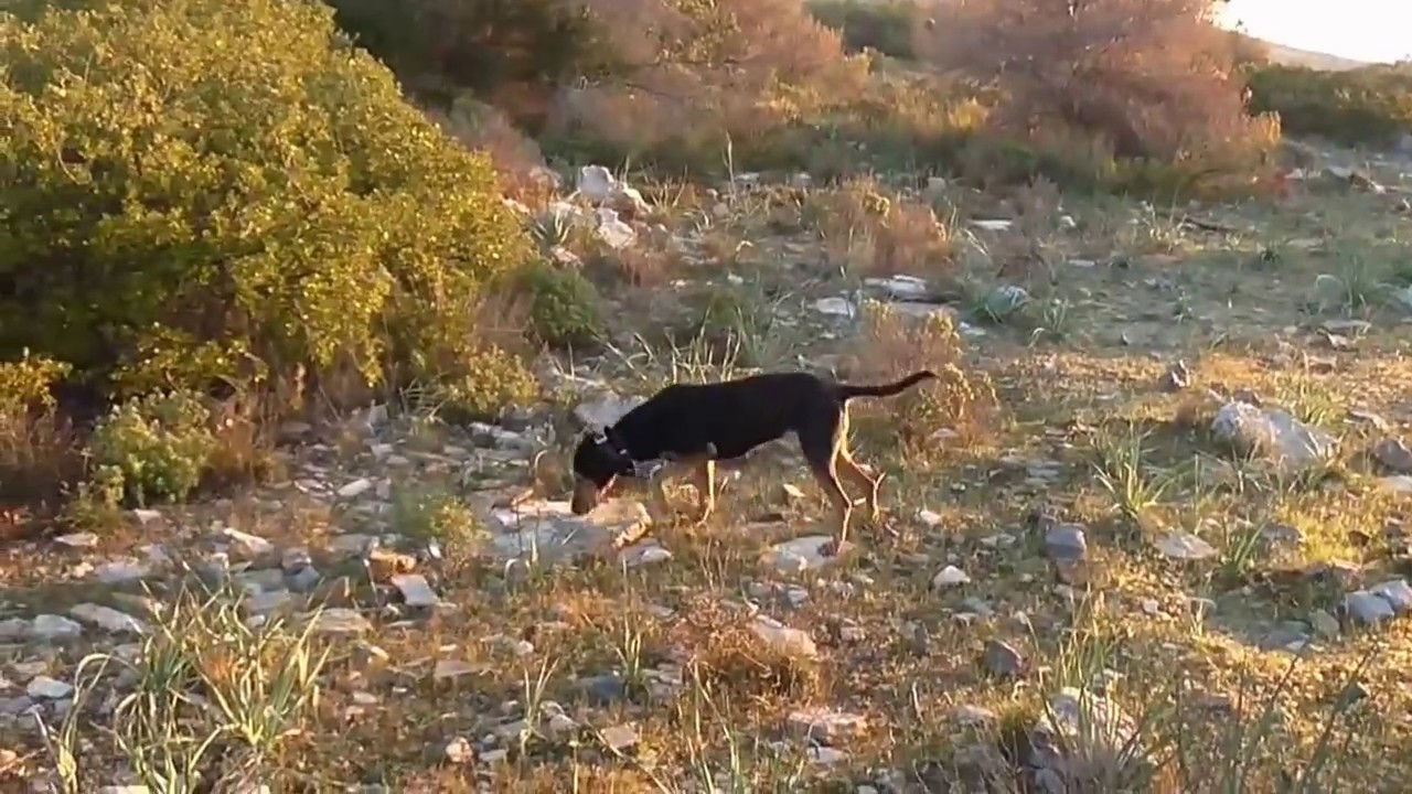 Hellinikos Ichnilatis