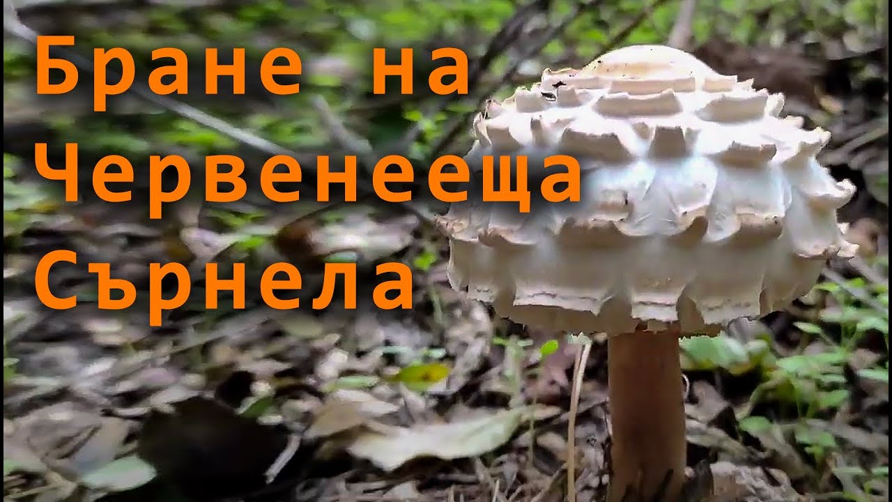 Червенееща Сърнела. Бране и отличителни белези.