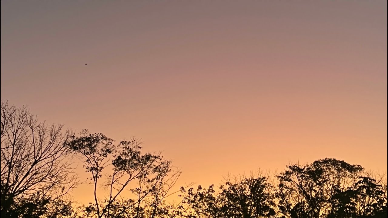 LIVE Costa Rica Sunrise 🌅 Jungle Sounds & Monkeys 🇨🇷🌶️