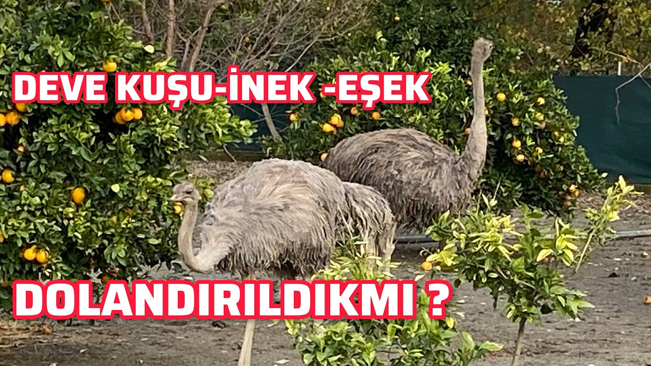 DOLANDIRILDIK MI? | Komşumun Mini Çiftliği | Deve Kuşu, İnek ve Eşek Dostluğu