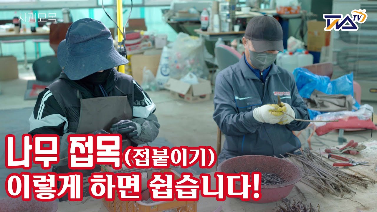 나무 접목 이렇게 하시면 쉽습니다! 접붙이기 노하우!