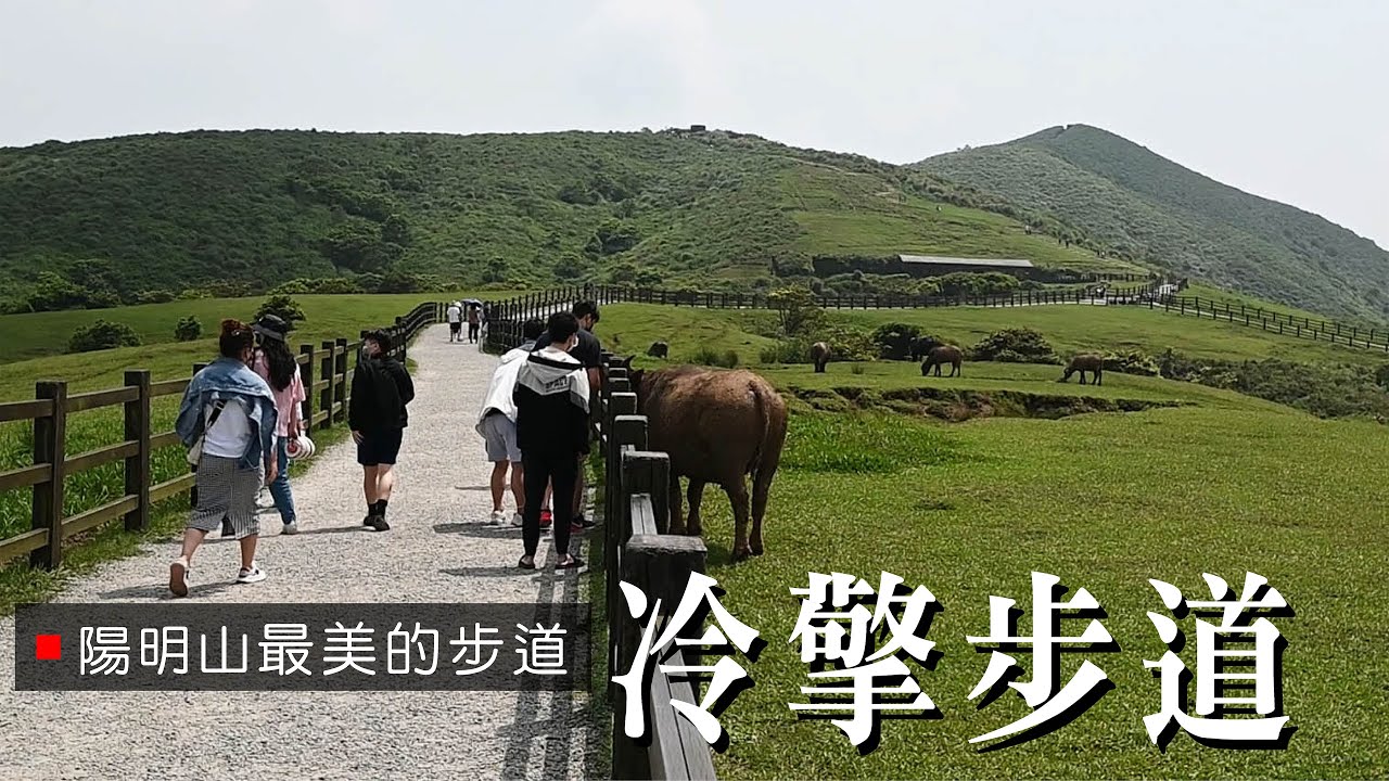 【陽明山最美步道】走冷擎步道 擎天崗看水牛 冷水坑泡腳  菁山吊橋拍美照 [ 含交通指南 ‧ 遊程地圖]Yangmingshan Travel  Guide《老鄭旅拍 JoyTravelTaiwan》