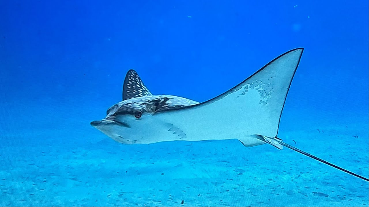Bonaire: Why It’s Called 'Diver’s Paradise' (2 Weeks)