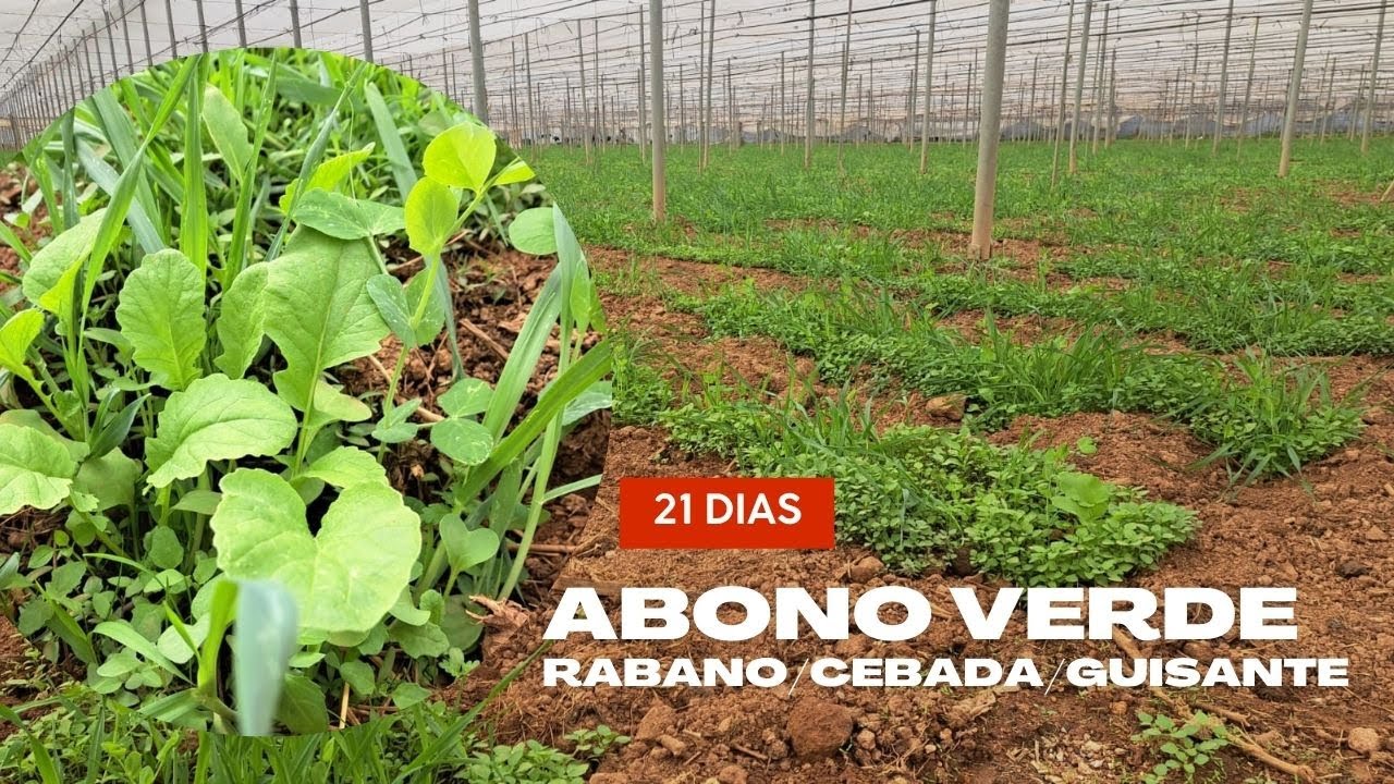 21 DIAS del Abono Verde de Rabano-Guisante y Cebada.