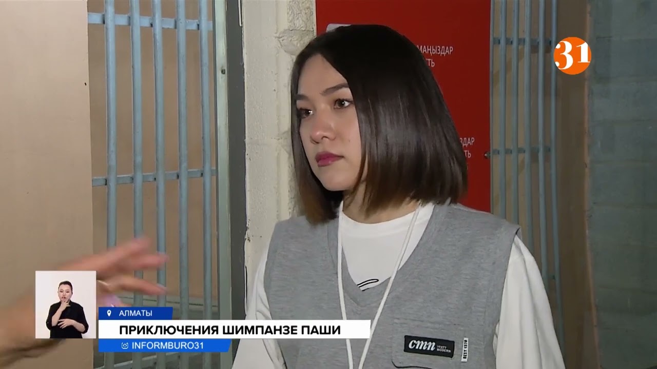 Приключения шимпанзе Паши