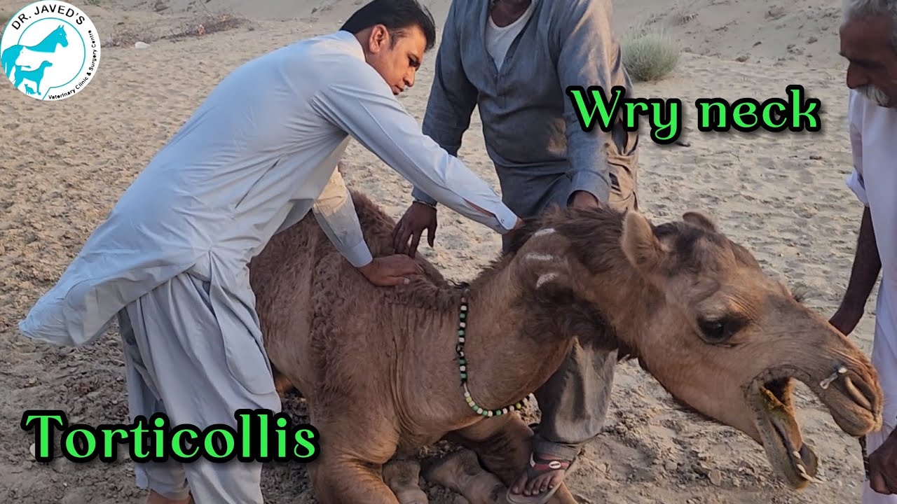 Torticollis|wry neck |S shape neck causes and treatment in camel.