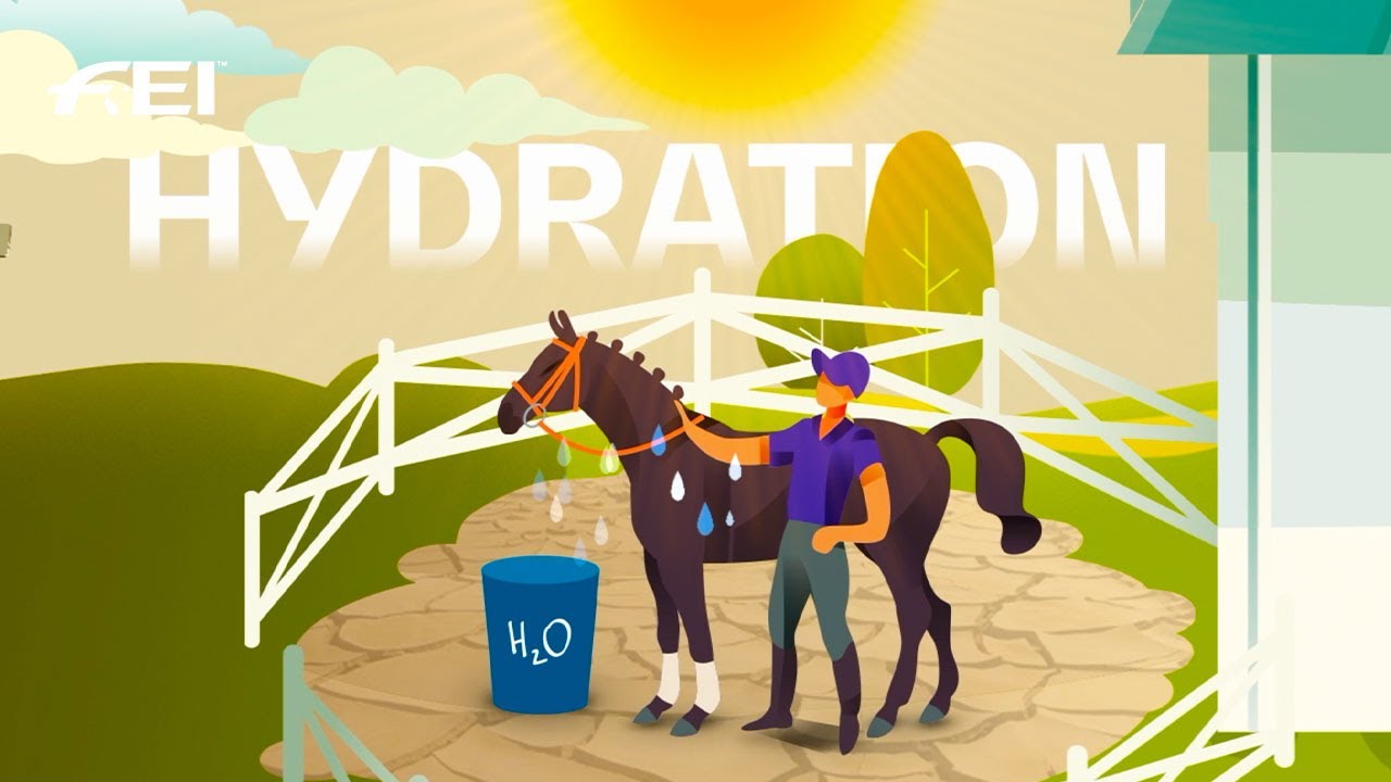 How to prepare your Horse for hot & humid environments | Beat the Heat - Ep. 2