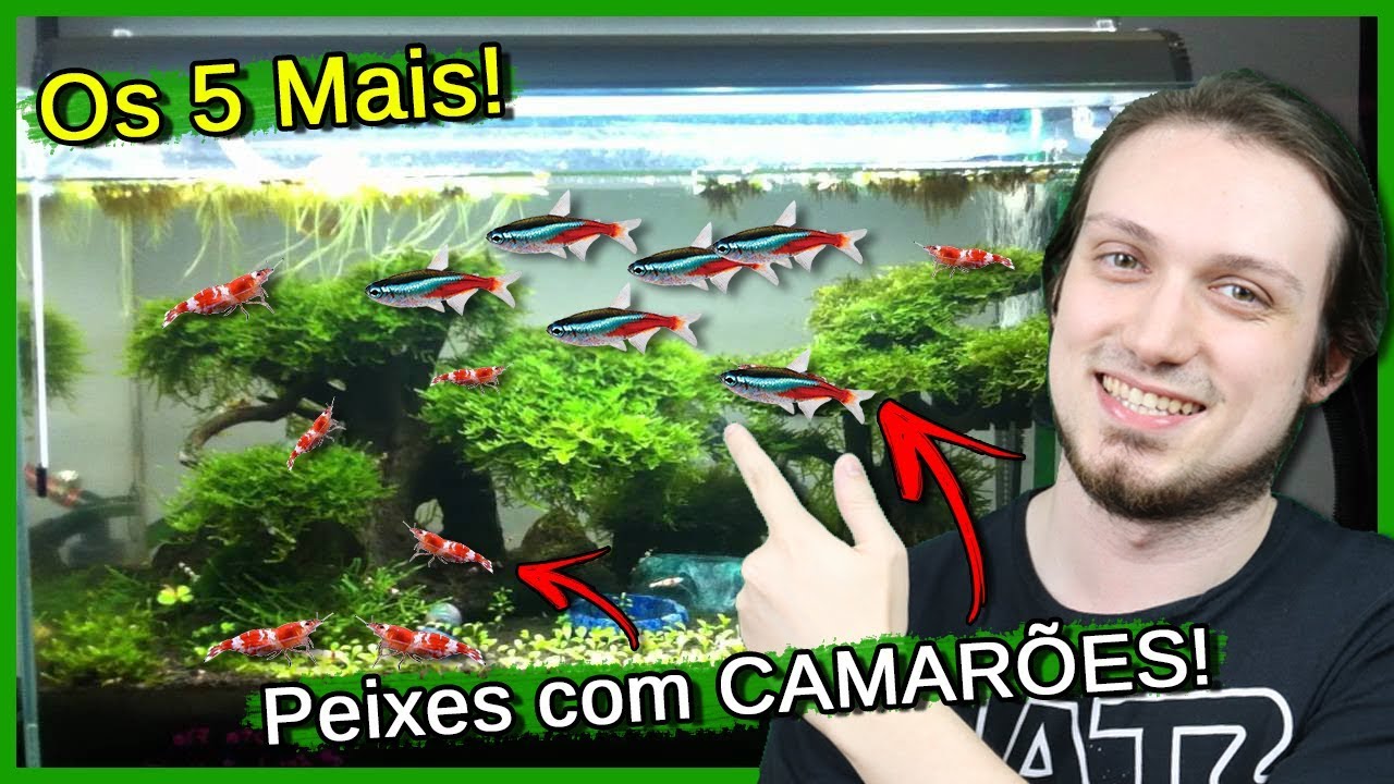 5 Peixes Para se Criar com CAMARÕES!