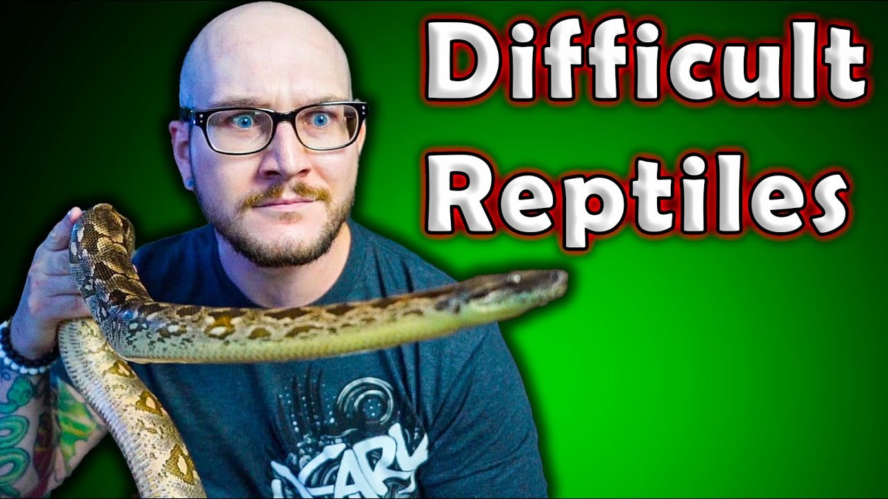 5 ЛУЧШИХ рептилий среднего уровня | Пора повышать уровень!