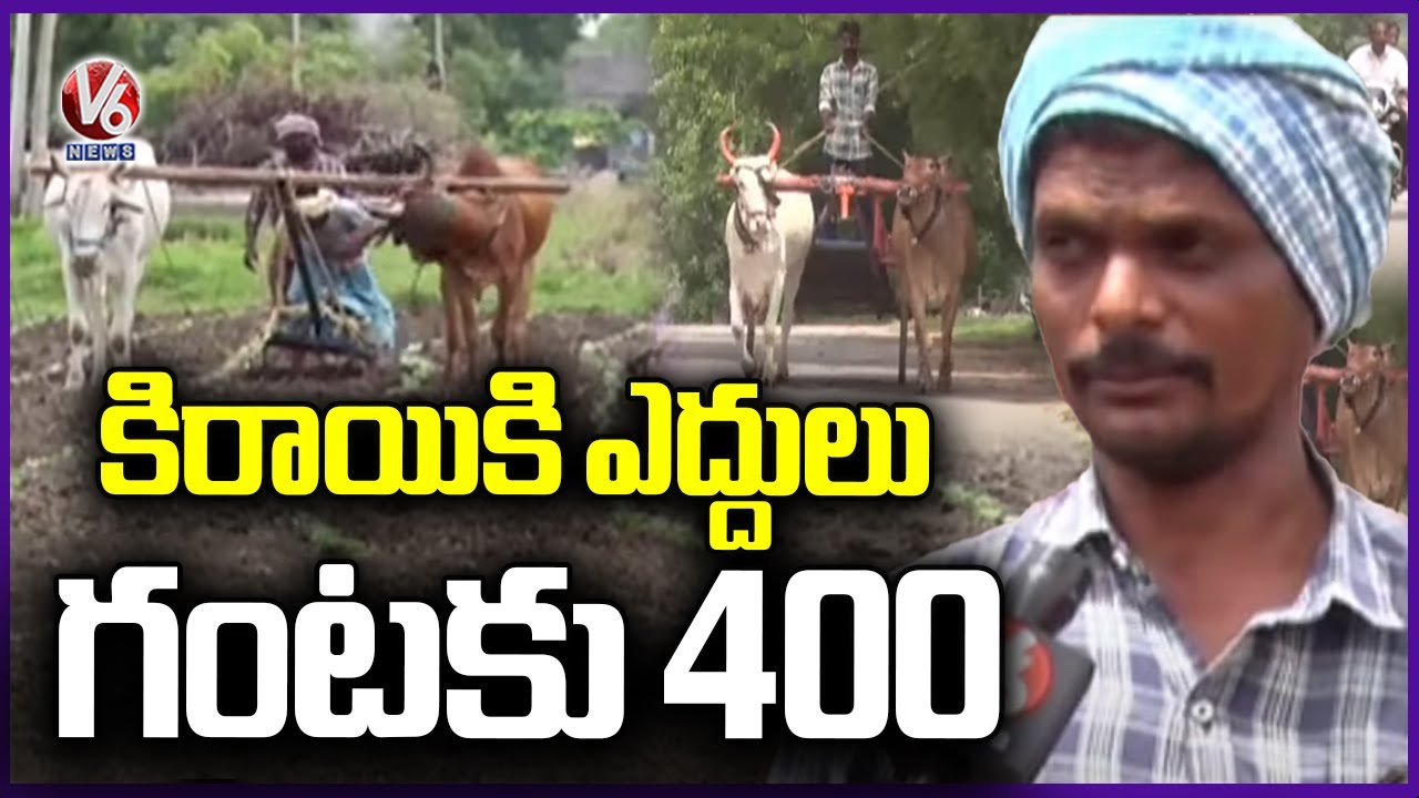Surge in Demand for Bulls for Ploughing Across Telangana | V6 News