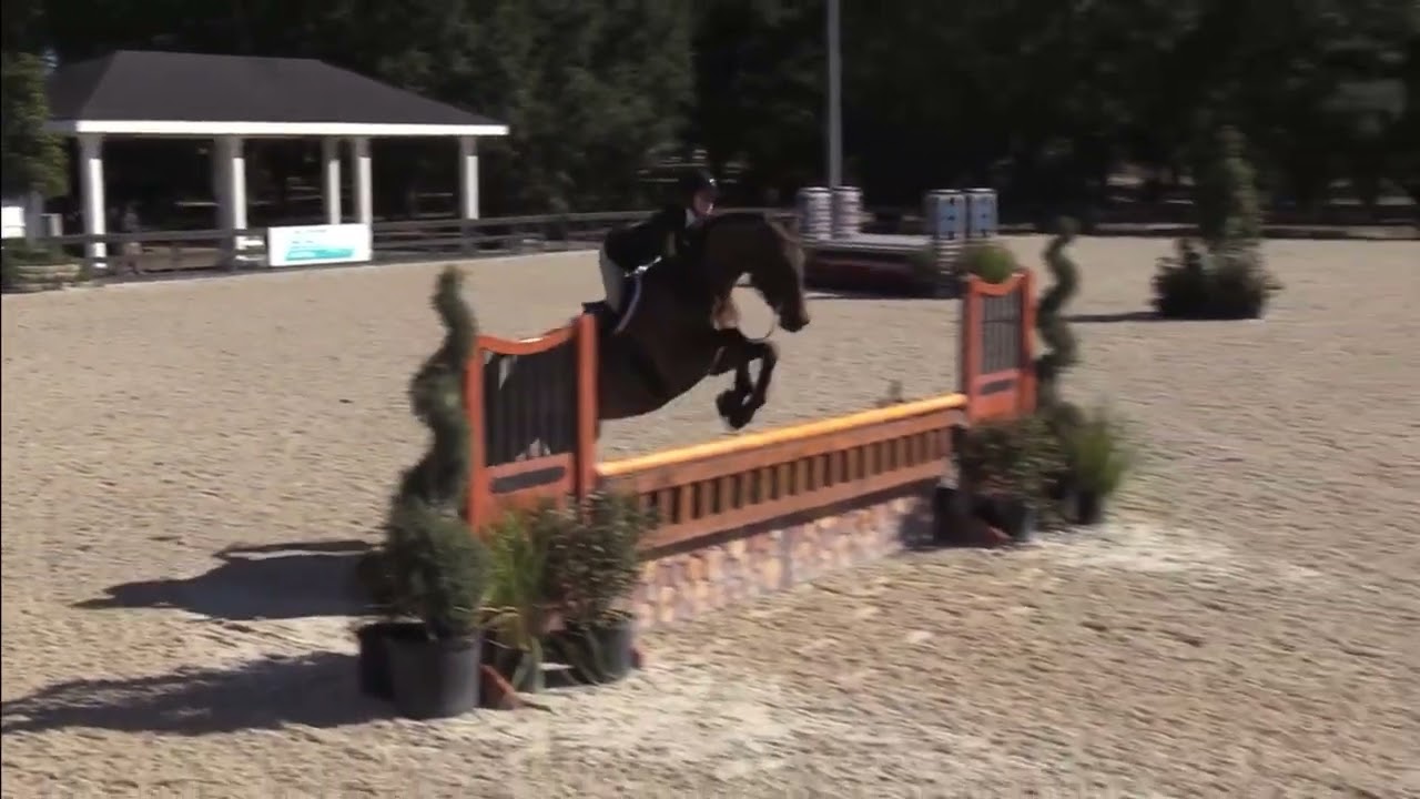 Bon Temps - 3’6” Junior Hunters score 84 WEC VI