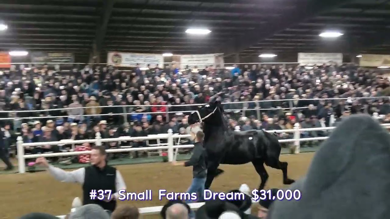 Percheron mare clips compilation (with prices) 2022 Gordyville Draft horse sale