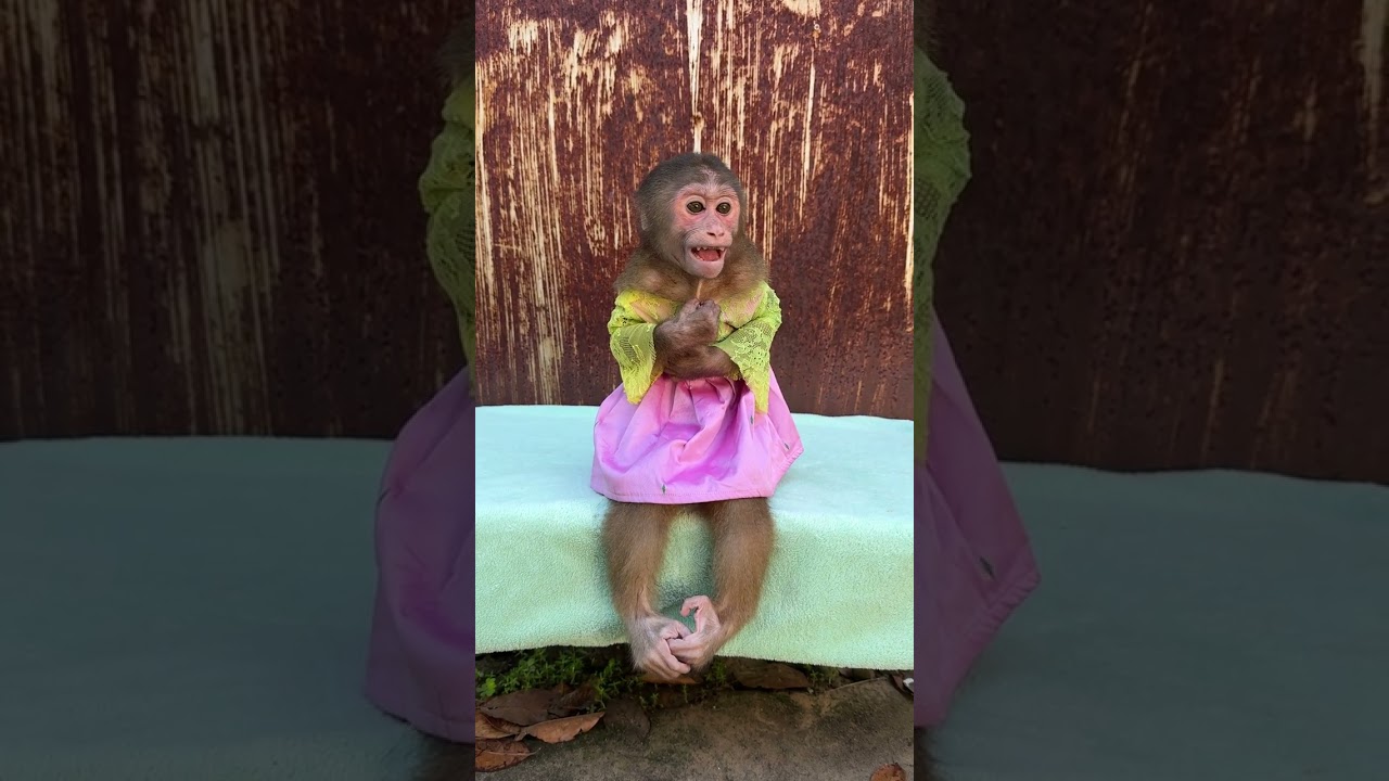 Smart Family Monkey