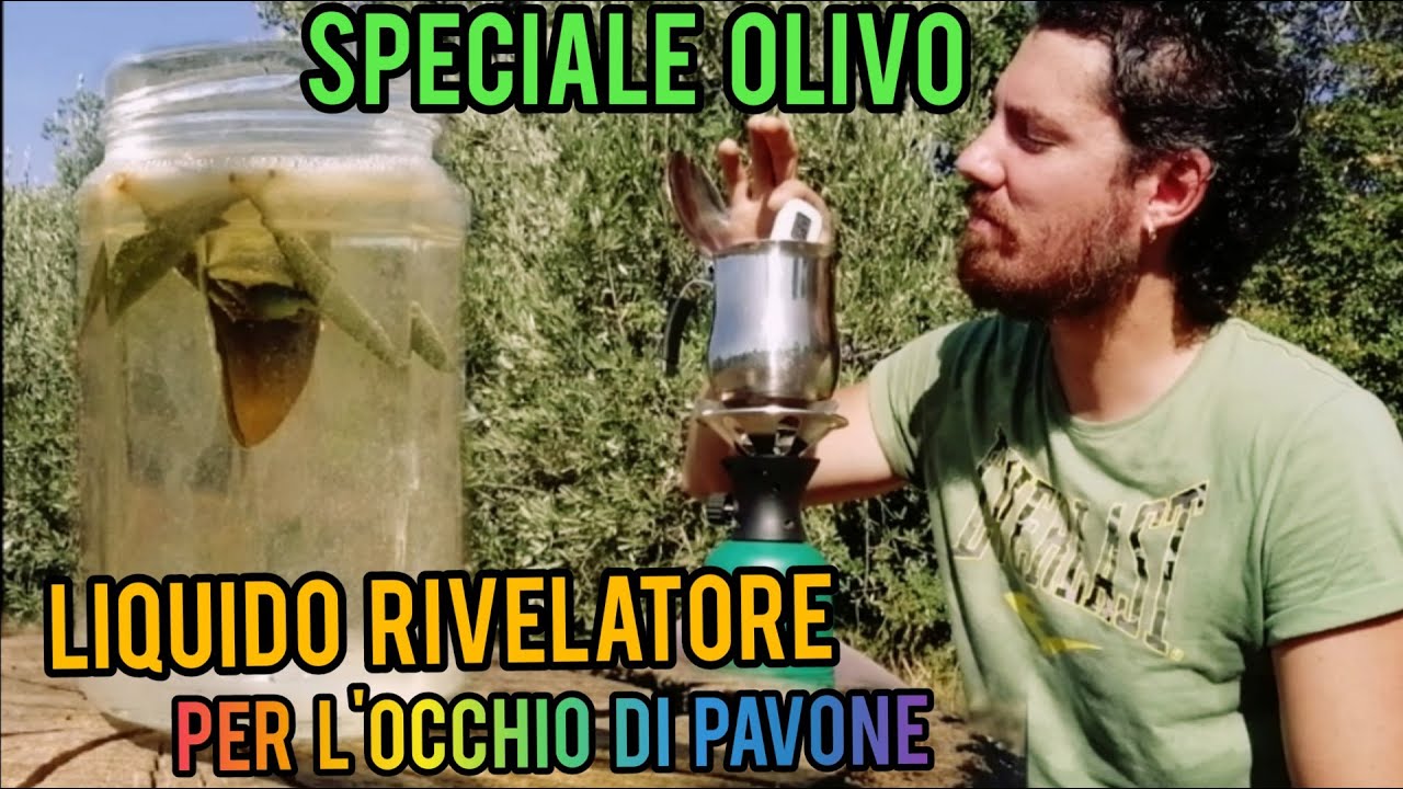 Coltivare l'olivo: diagnosticare l'occhio di pavone.